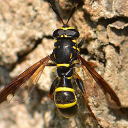 Sphiximorpha subsessilis